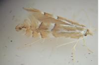 Phyllonorycter