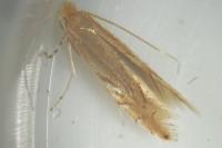 Phyllonorycter quercifoliella