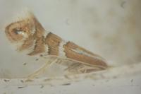 Phyllonorycter