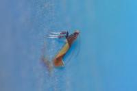 Caloptilia alchimiella