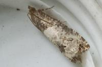 Notocelia roborana