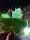 Stigmella aceris