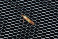 Caloptilia