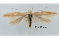 Coleophora acutiphaga