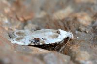 Agonopterix alstroemeriana