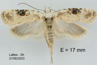 Agonopterix alstroemeriana