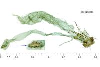Agonopterix alstroemeriana
