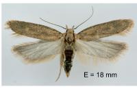 Platyedra subcinerea