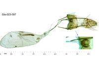 Platyedra subcinerea