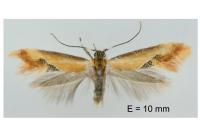 Batia lunaris