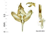 Batia lunaris