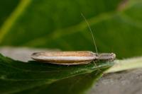 Pleurota aristella