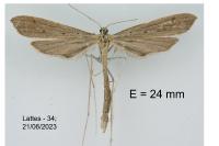 Agdistis bennetii