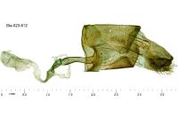Agdistis bennetii