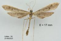Agdistis neglecta