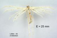 Pterophorus pentadactylus