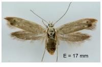 Scythris inertella