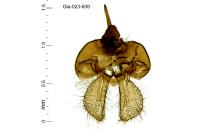 Scythris inertella