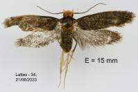 Cephimallota crassiflavella