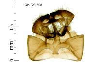 Cephimallota crassiflavella