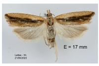 Bactra lancealana