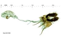 Bactra lancealana