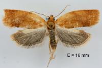 Clepsis consimilana