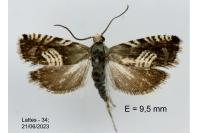 Grapholita compositella
