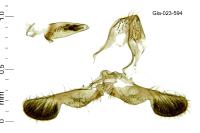 Grapholita compositella