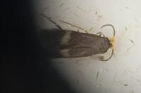 Stigmella