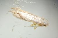 Bucculatrix
