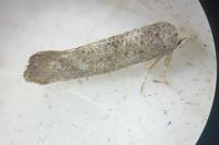 Swammerdamia caesiella