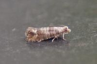 Clavigesta sylvestrana