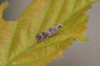 Clavigesta sylvestrana