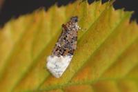 Apotomis betuletana