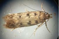 Bryotropha domestica
