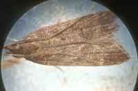 Helcystogramma lutatella