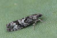 Zeiraphera griseana