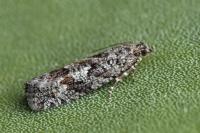 Zeiraphera griseana