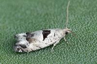 Epinotia ramella