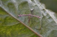 Amblyptilia acanthadactyla