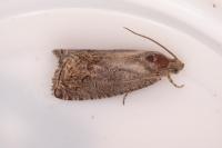 Cydia splendana