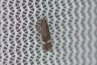 Aproaerema anthyllidella