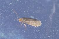 Cephimallota crassiflavella