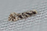 Nemapogon variatellus