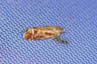 Rhyacionia buoliana