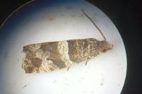 Lobesia abscisana
