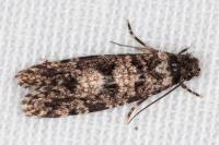 Morophaga morella