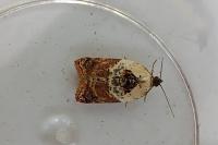 Acleris variegana