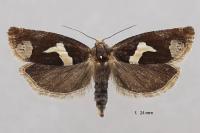 Epiblema foenella